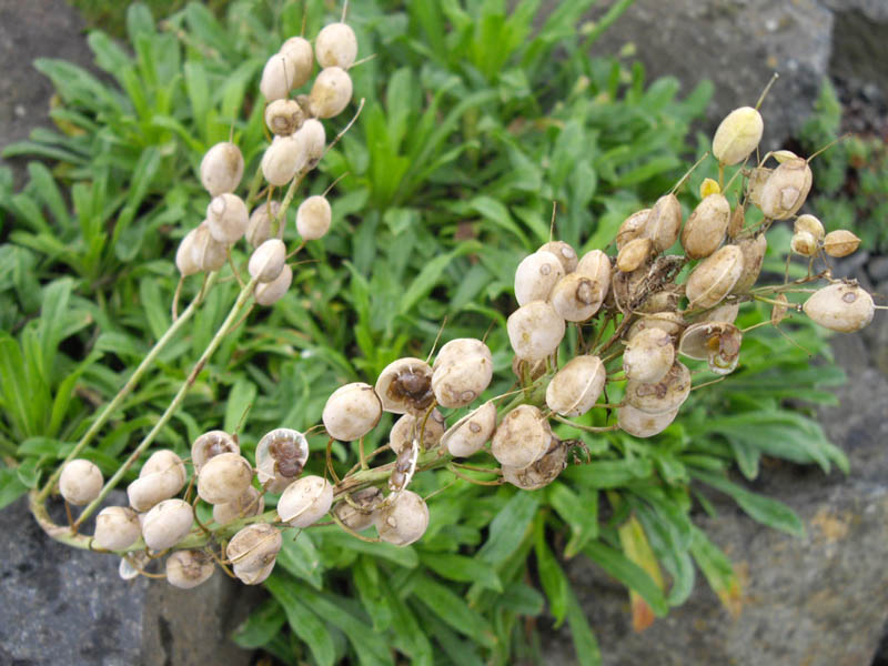 Alyssoides utriculata